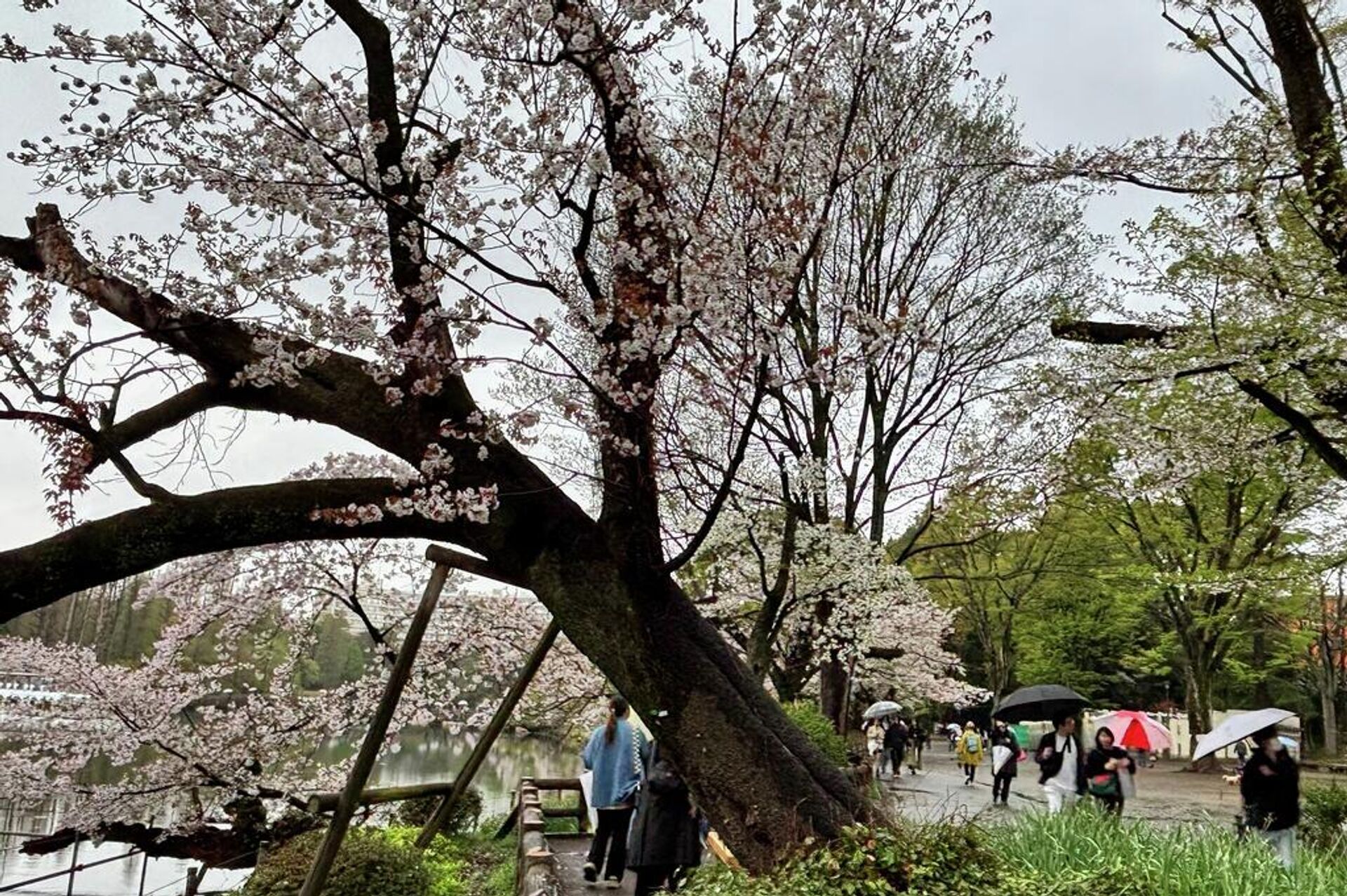 Turistlerin akın ettiği sakura sezonunda risk büyüyor: Tokyo’da ağaçlar devriliyor - Sputnik Türkiye, 1920, 04.04.2026