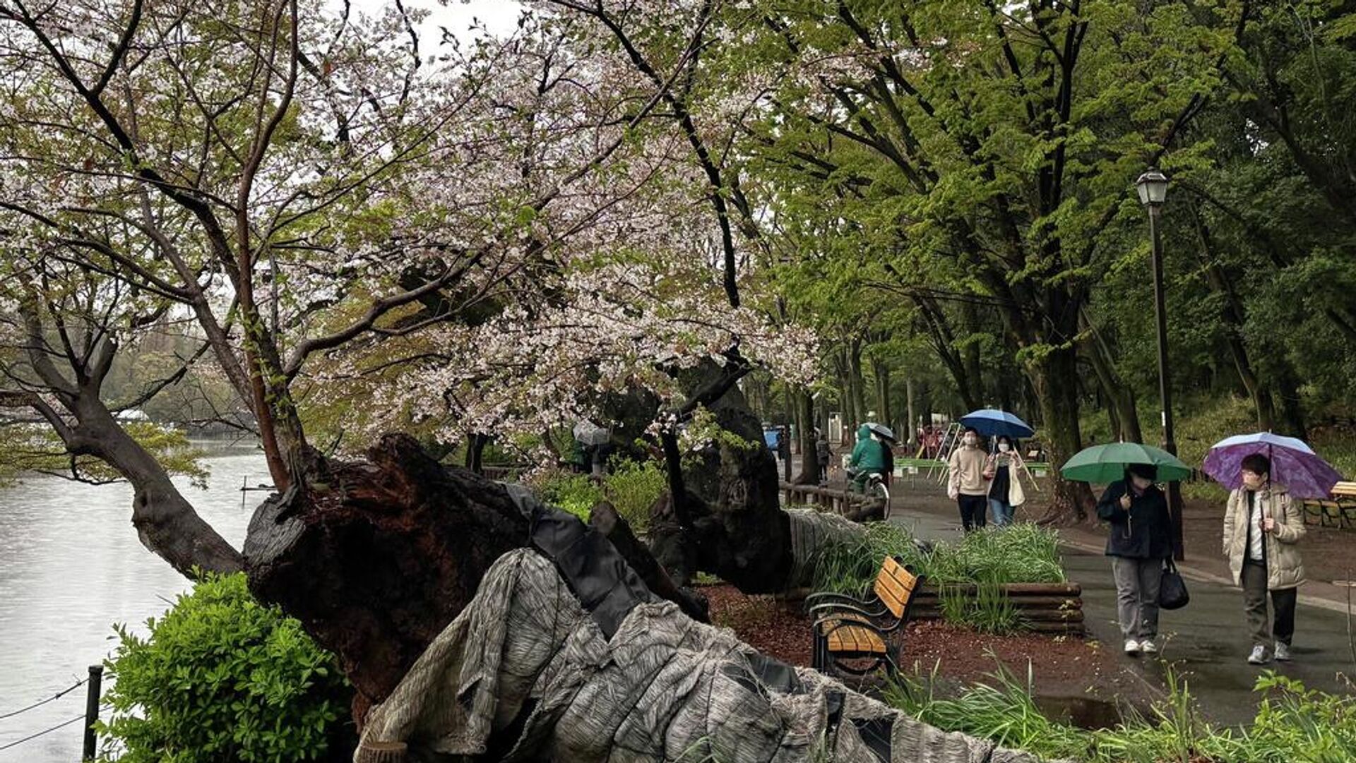 Turistlerin akın ettiği sakura sezonunda risk büyüyor: Tokyo’da ağaçlar devriliyor - Sputnik Türkiye, 1920, 04.04.2026
