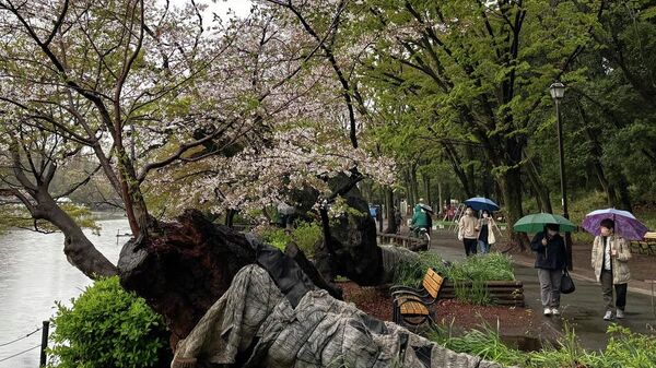 Turistlerin akın ettiği sakura sezonunda risk büyüyor: Tokyo’da ağaçlar devriliyor - Sputnik Türkiye