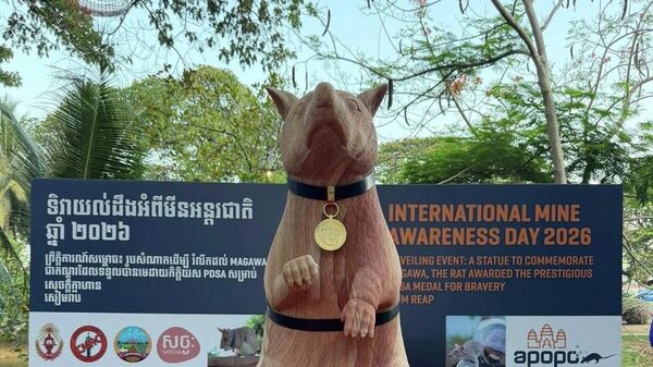 Kahraman fare Magawa - Sputnik Türkiye