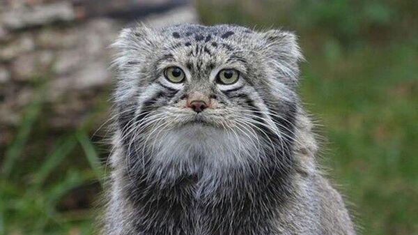 Moskova’nın sosyal medya fenomeni kedisi Timofei’ye eş bulunamadı - Sputnik Türkiye