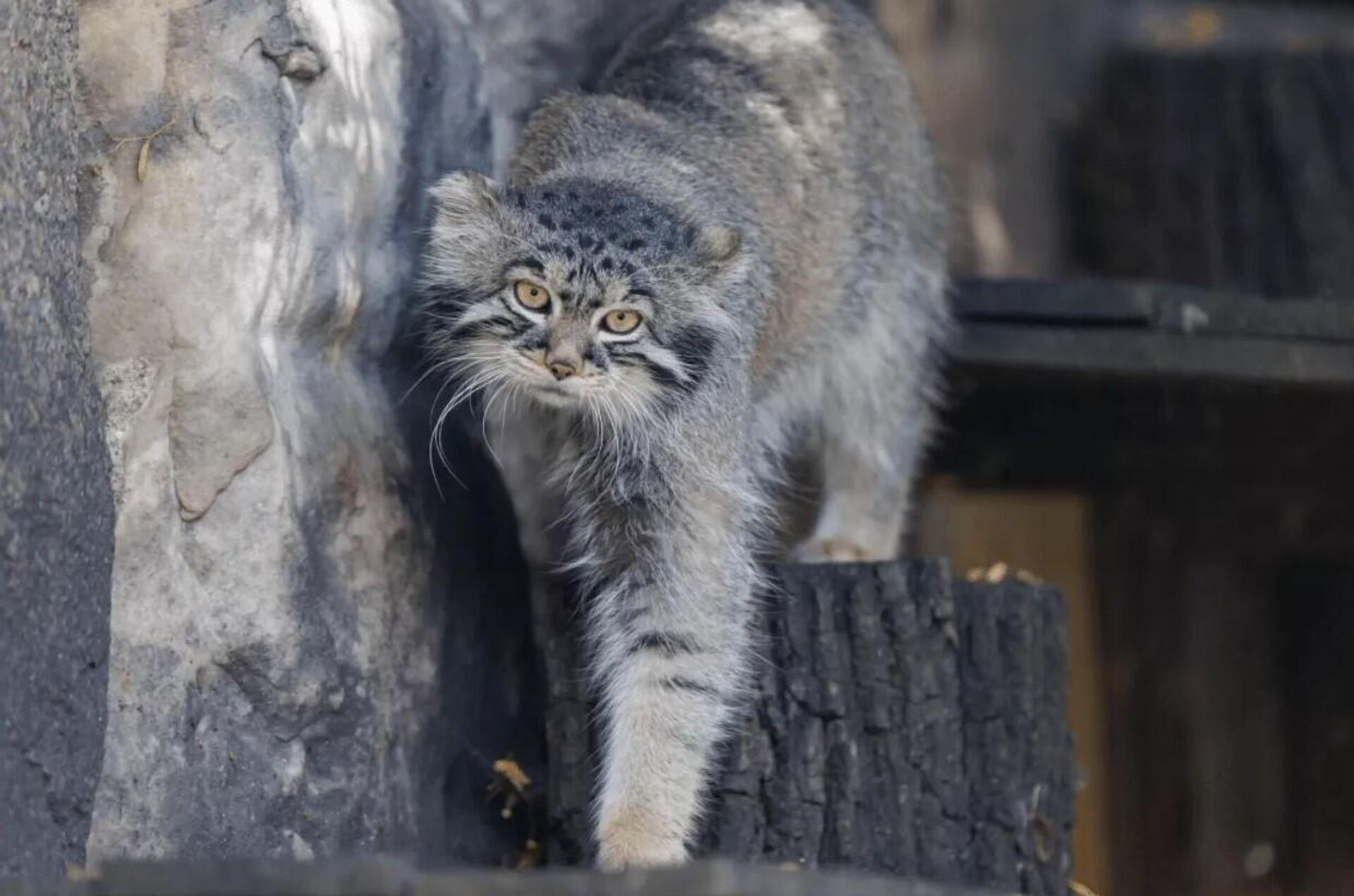 Moskova’nın sosyal medya fenomeni kedisi Timofei’ye eş bulunamadı - Sputnik Türkiye, 1920, 08.04.2026
