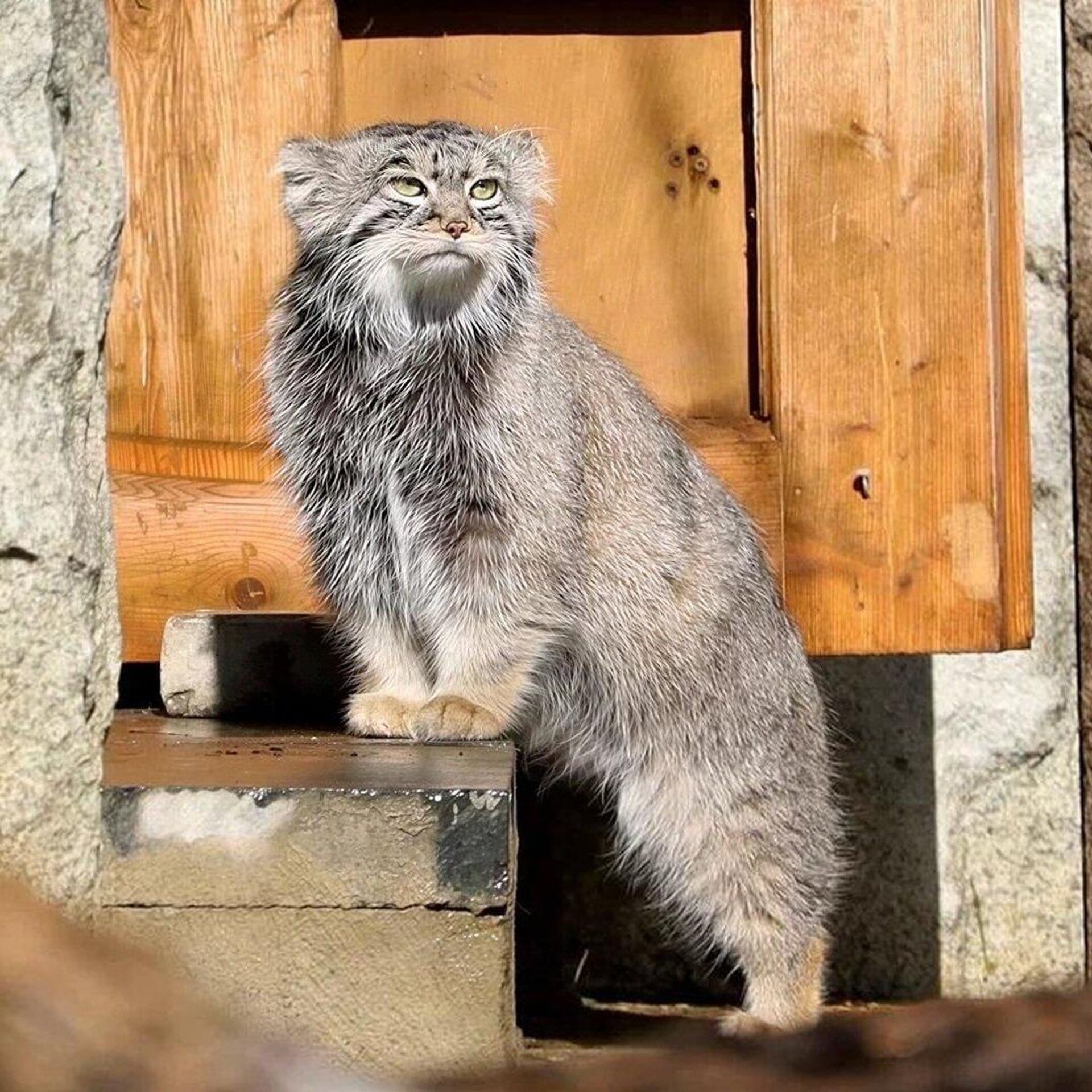 Moskova’nın sosyal medya fenomeni kedisi Timofei’ye eş bulunamadı - Sputnik Türkiye, 1920, 08.04.2026