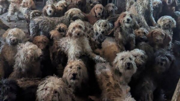 RSPCA - Sputnik Türkiye