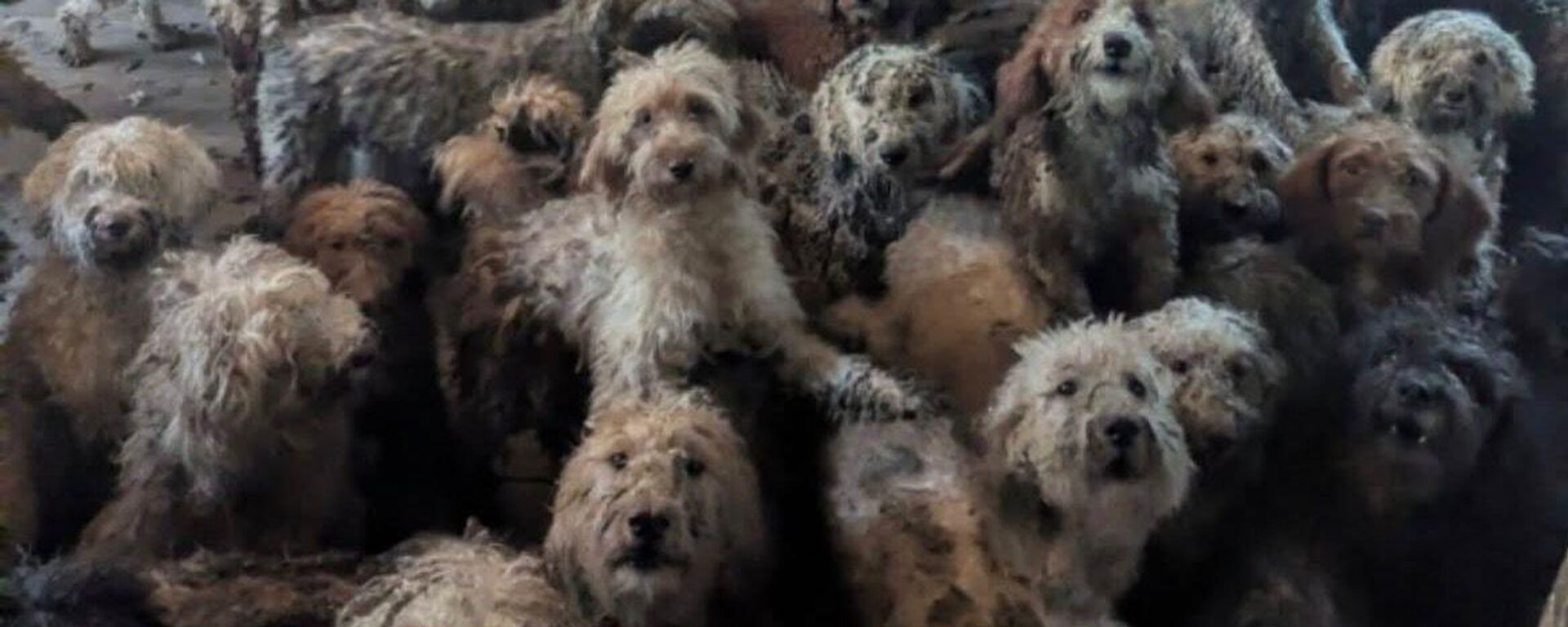 RSPCA - Sputnik Türkiye, 1920, 09.04.2026