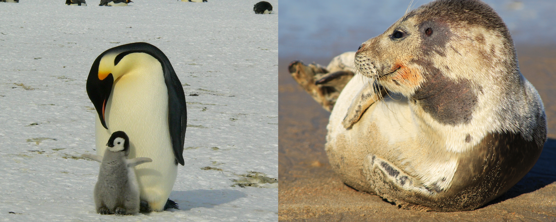 İklim krizi iki ikonik türü vurdu: İmparator penguen ve kürklü fok “tehlikede” listesinde - Sputnik Türkiye, 1920, 10.04.2026