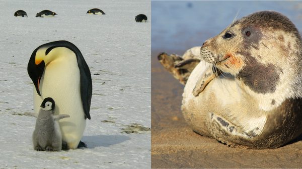 İklim krizi iki ikonik türü vurdu: İmparator penguen ve kürklü fok “tehlikede” listesinde - Sputnik Türkiye