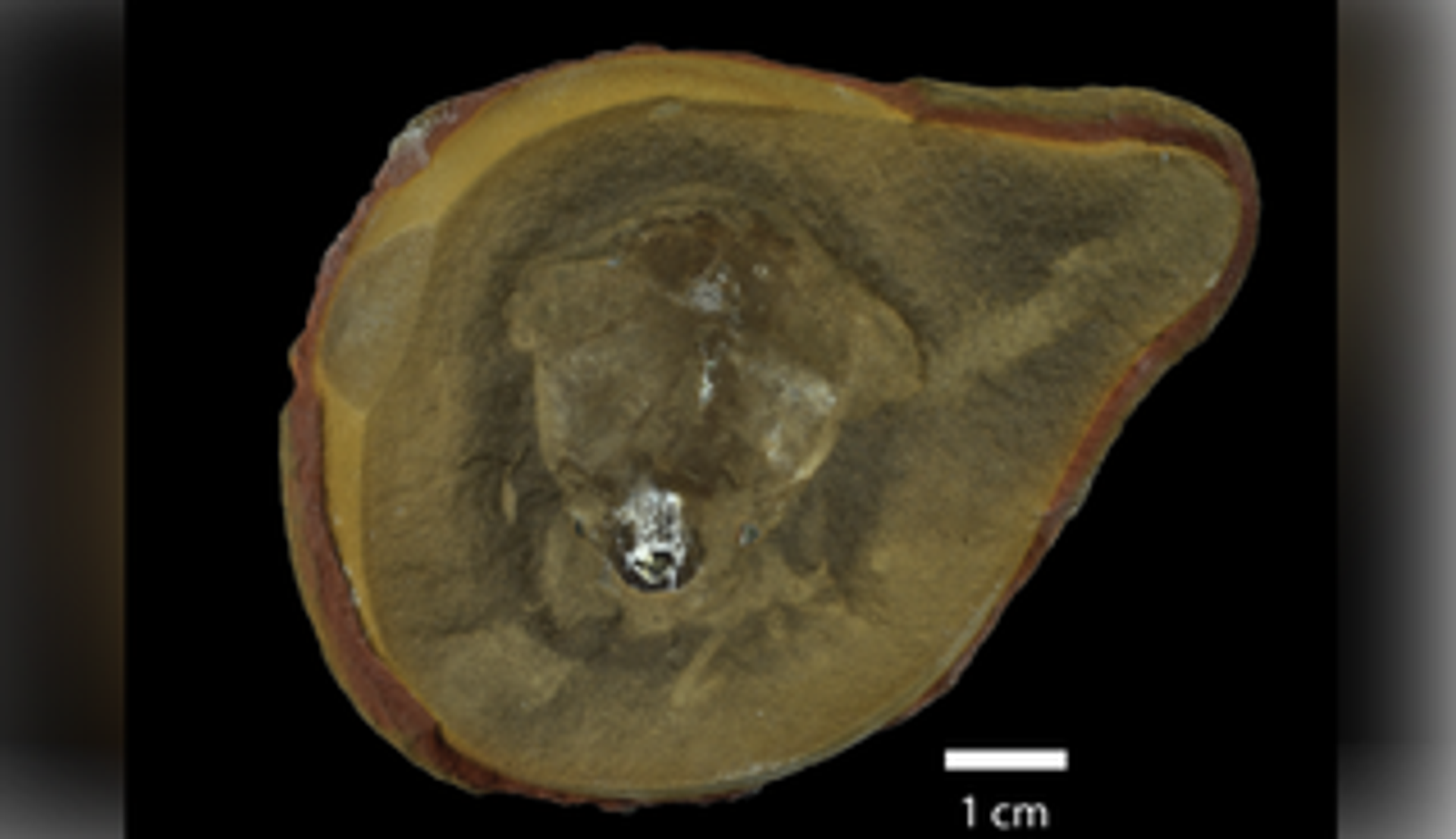 Pohlsepia mazonensis - Sputnik Türkiye, 1920, 10.04.2026