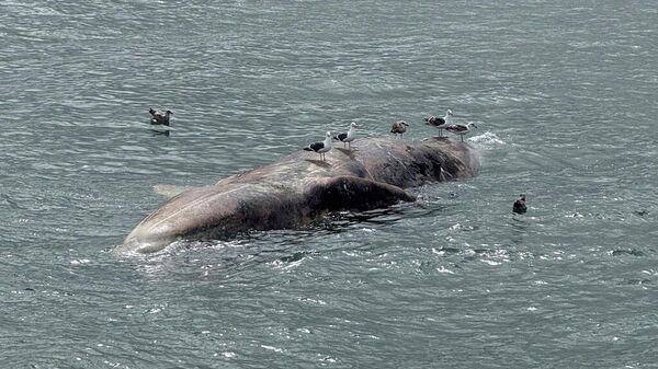 San Francisco'da bir baline (Arşiv Görseli) - Sputnik Türkiye