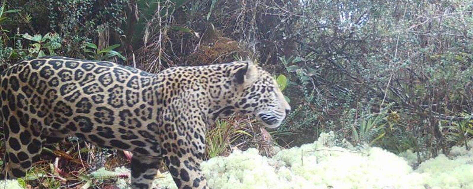 Bulut jaguarı - Sputnik Türkiye, 1920, 14.04.2026