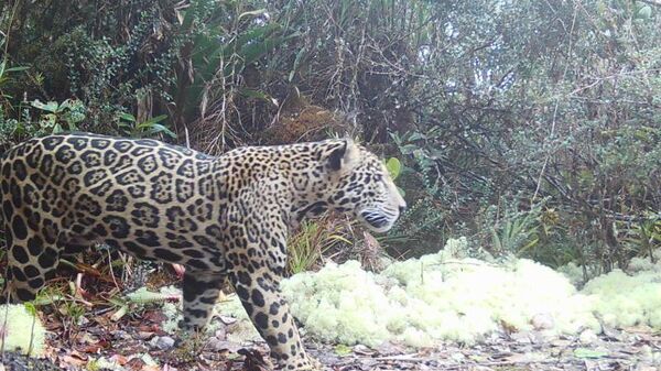 Bulut jaguarı - Sputnik Türkiye