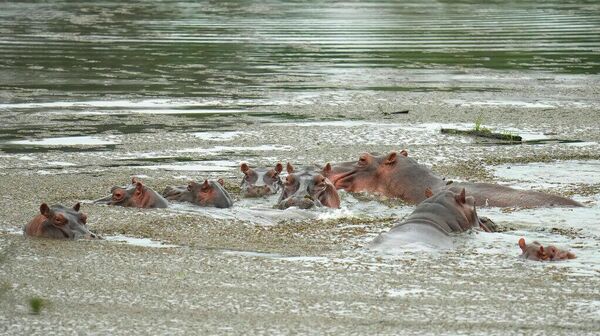 Escobar'ın su aygırları - Sputnik Türkiye