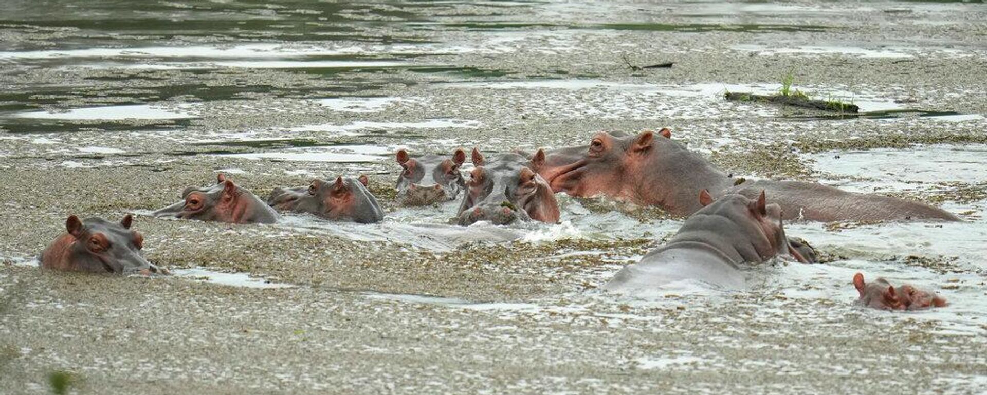 Escobar'ın su aygırları - Sputnik Türkiye, 1920, 14.04.2026