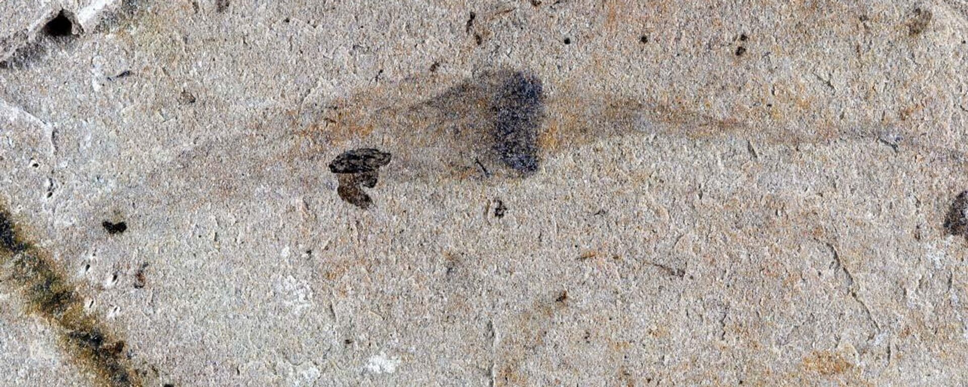 Çin’in güneybatısında keşfedilen fosiller - Sputnik Türkiye, 1920, 24.04.2026