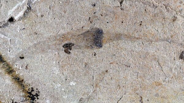 Çin’in güneybatısında keşfedilen fosiller - Sputnik Türkiye