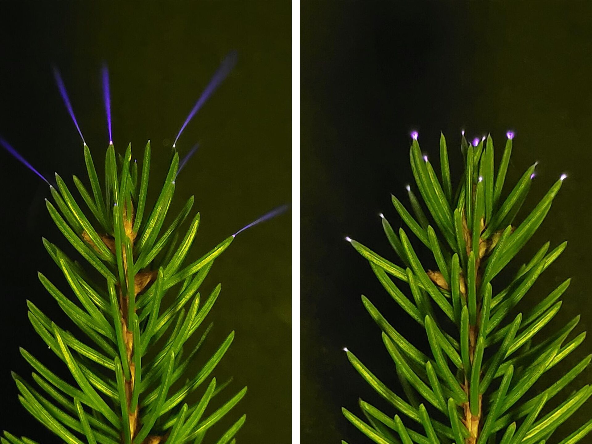 Fırtınalarda ağaç tepeleri parlıyor: 70 yıllık gizem ilk kez doğada fotoğraflandı - Sputnik Türkiye, 1920, 28.04.2026