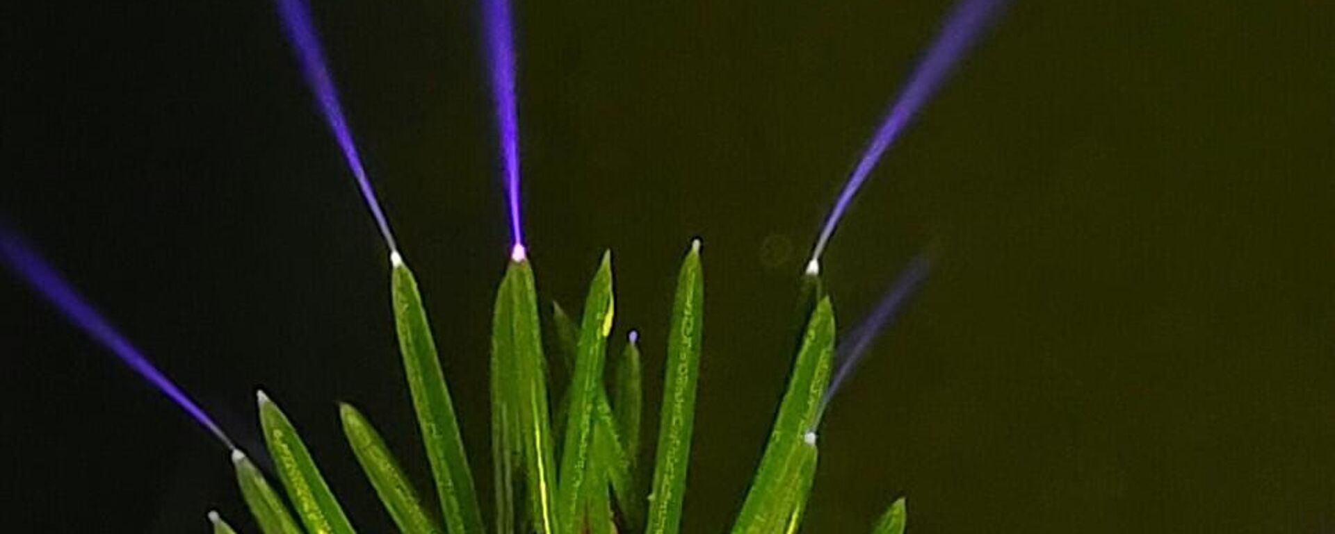 Fırtınalarda ağaç tepeleri parlıyor: 70 yıllık gizem ilk kez doğada fotoğraflandı - Sputnik Türkiye, 1920, 28.04.2026