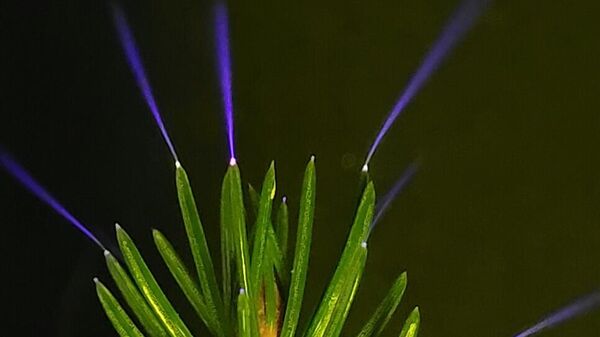 Fırtınalarda ağaç tepeleri parlıyor: 70 yıllık gizem ilk kez doğada fotoğraflandı - Sputnik Türkiye