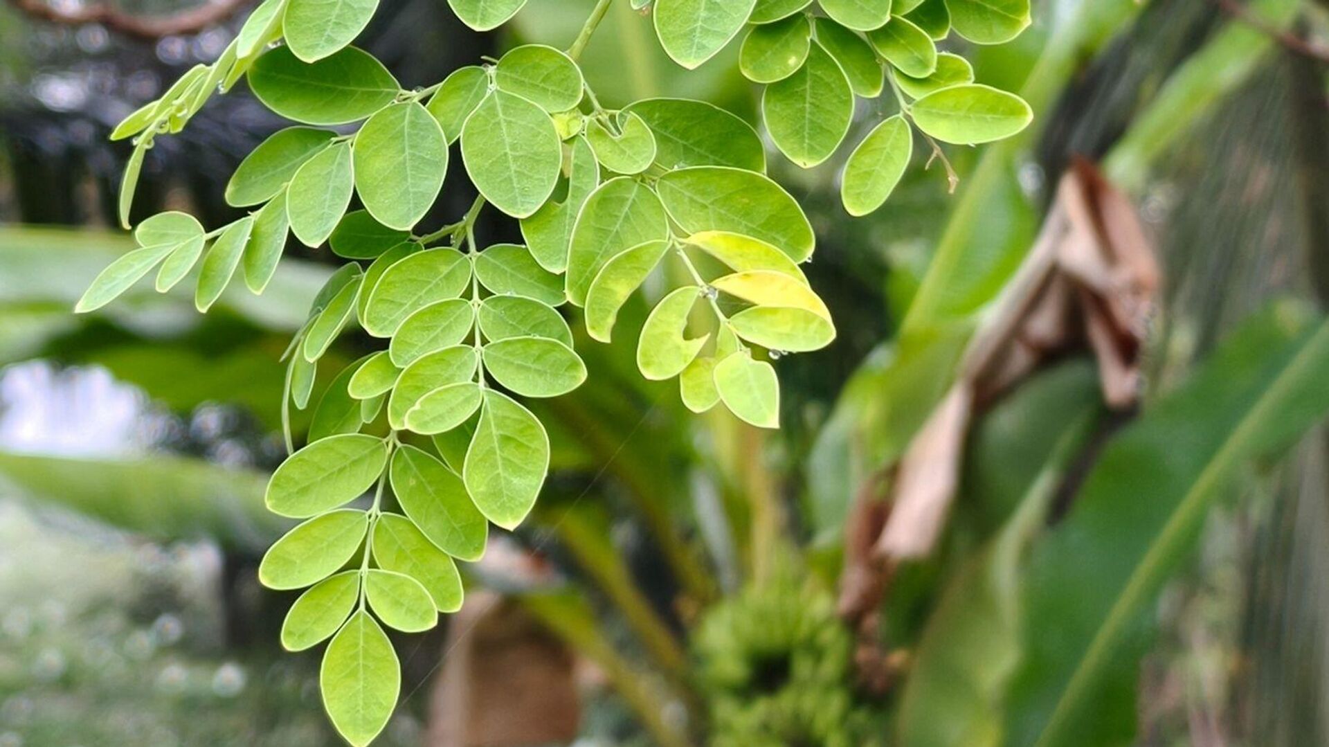 Moringa ağacı - Sputnik Türkiye, 1920, 29.04.2026