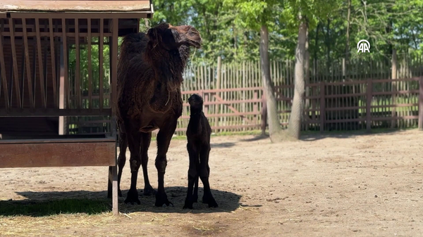 Kocaeli - Sputnik Türkiye