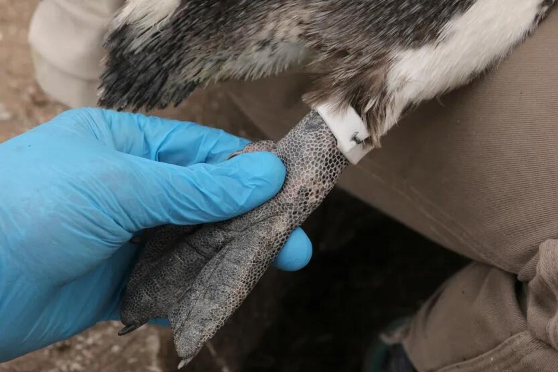 Penguenlere bantlar takıldı - Sputnik Türkiye, 1920, 08.05.2026