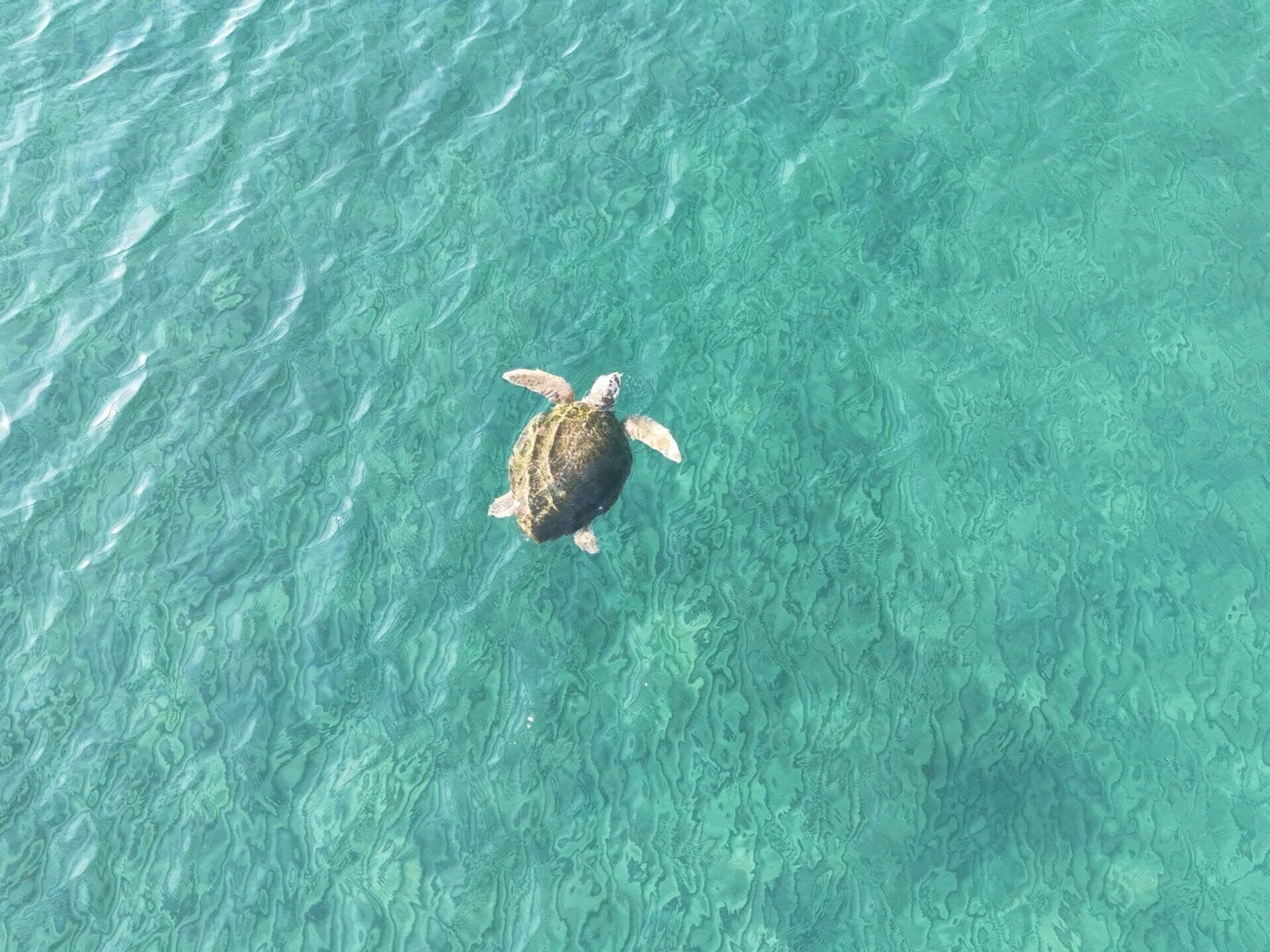 Caretta caretta - Sputnik Türkiye, 1920, 04.06.2026
