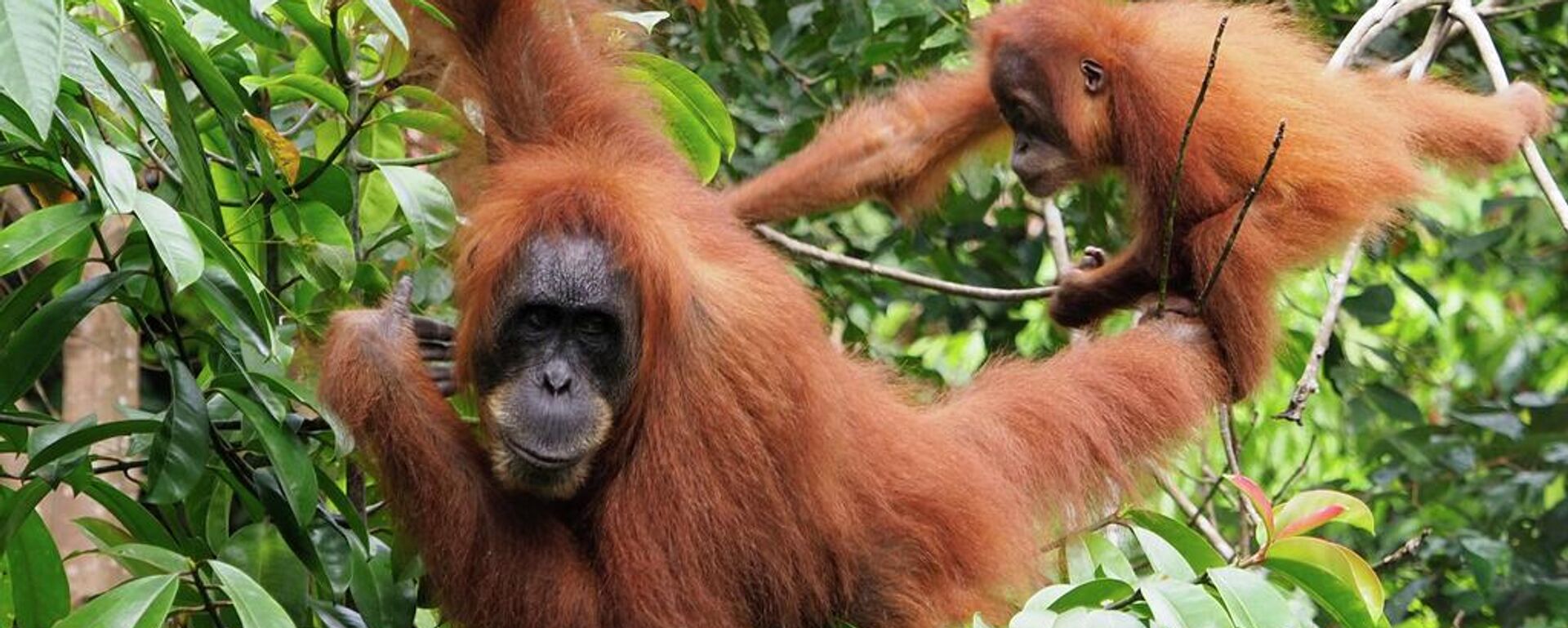 Endonezya Orangutanları - Sputnik Türkiye, 1920, 11.06.2026