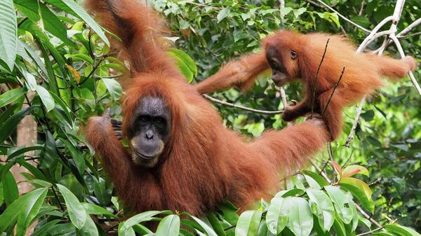 Endonezya Orangutanları - Sputnik Türkiye