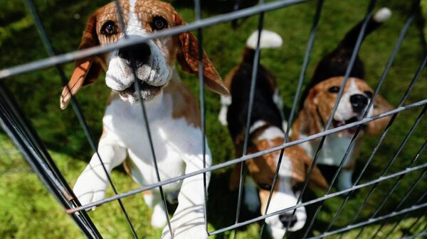 Beagle cinsi köpek - Sputnik Türkiye
