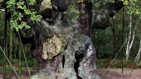 A 1,200-year-old Major Oak tree, where Robin Hood allegedly used as a hide out - Sputnik Türkiye