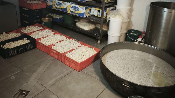 Ankara'da 9 ton bozuk süt ele geçirildi - Sputnik Türkiye