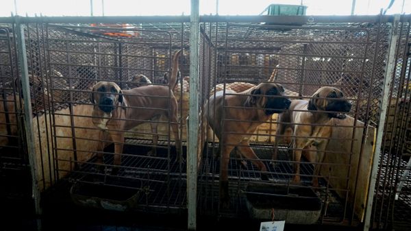 Güney Kore'de kafeesteki köpekler (Arşiv Fotoğrafı) - Sputnik Türkiye
