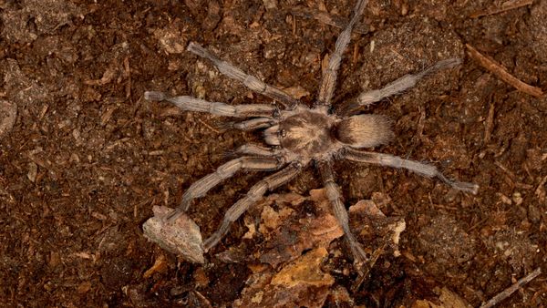 tarantula - Sputnik Türkiye
