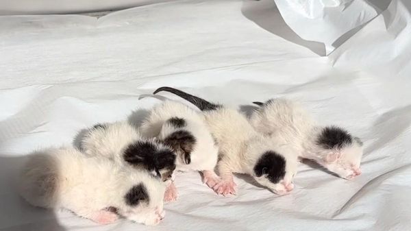 kedi - Sputnik Türkiye