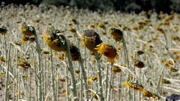 Tekirdağ'da etkili olan doludan 35 bin dekar tarım alanı zarar gördü - Sputnik Türkiye