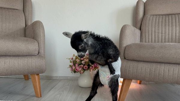 Pet shopa yem almaya giden çift, doğuştan yürüme engelli keçi yavrusunu sahiplendi
 - Sputnik Türkiye