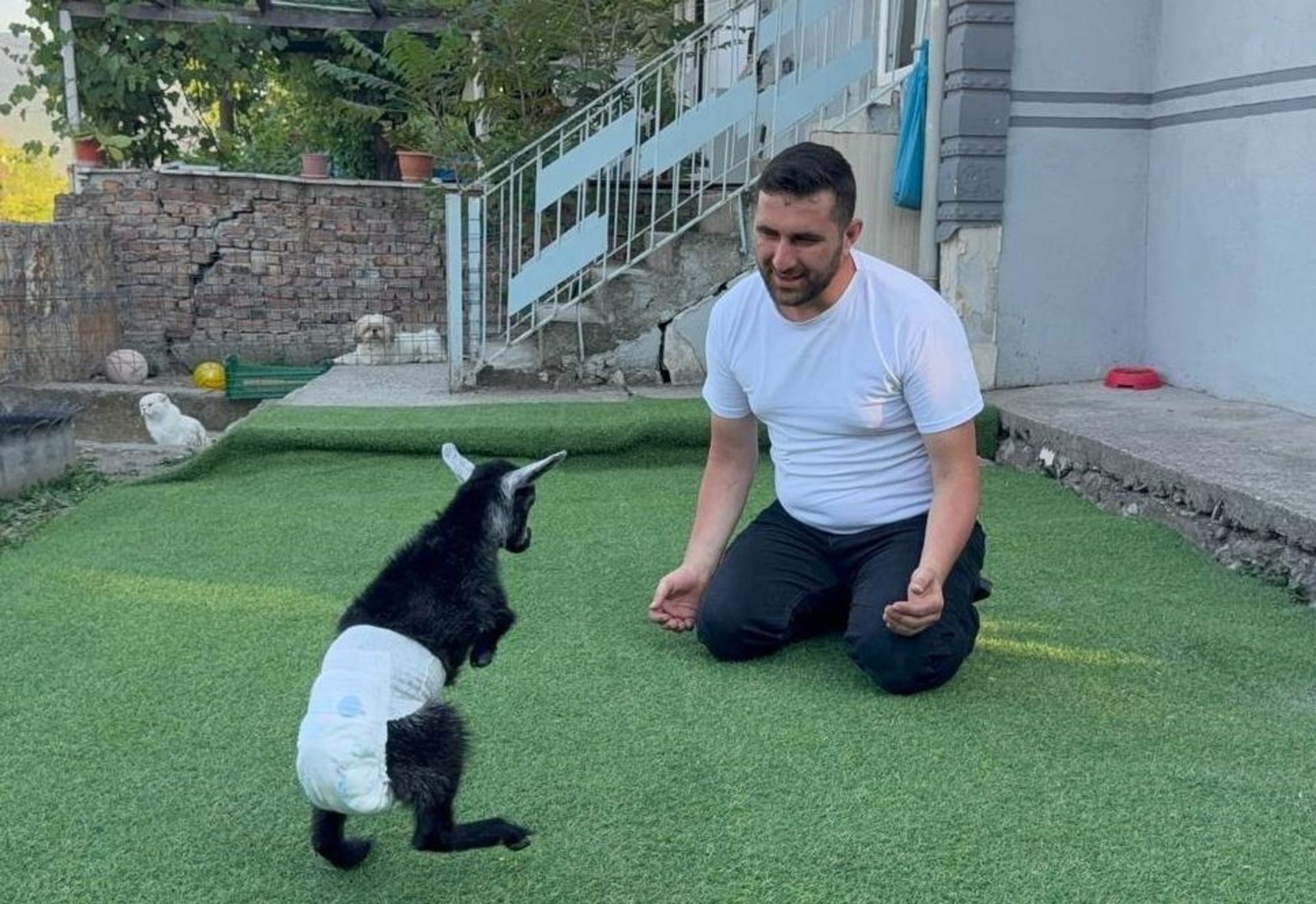 Pet shopa yem almaya giden çift, doğuştan yürüme engelli keçi yavrusunu sahiplendi: Biberonla besliyorlar - Sputnik Türkiye, 1920, 14.07.2026