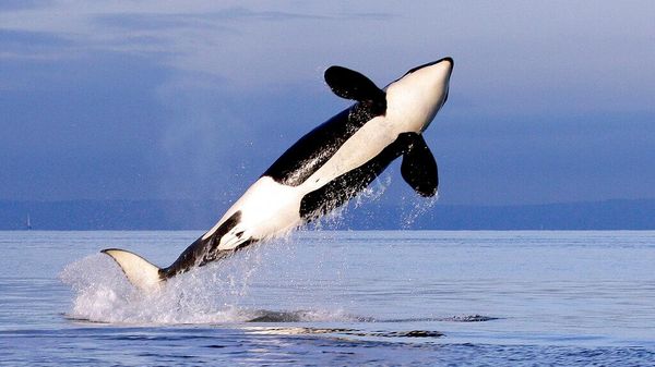 Katil balina orca - Sputnik Türkiye