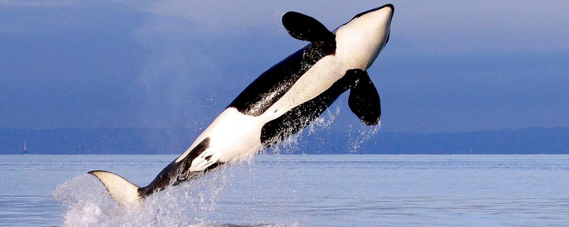 Katil balina orca - Sputnik Türkiye, 1920, 23.07.2026
