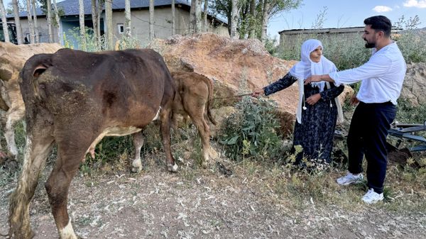 Hakkari'nin Yüksekova ilçesinde merada otlayan ineğinin tepeden yuvarlanarak telef olması nedeniyle büyük üzüntü yaşayan 7 çocuk annesi Ayni Özbek'e 2 inek ve 2 buzağı hediye edildi - Sputnik Türkiye
