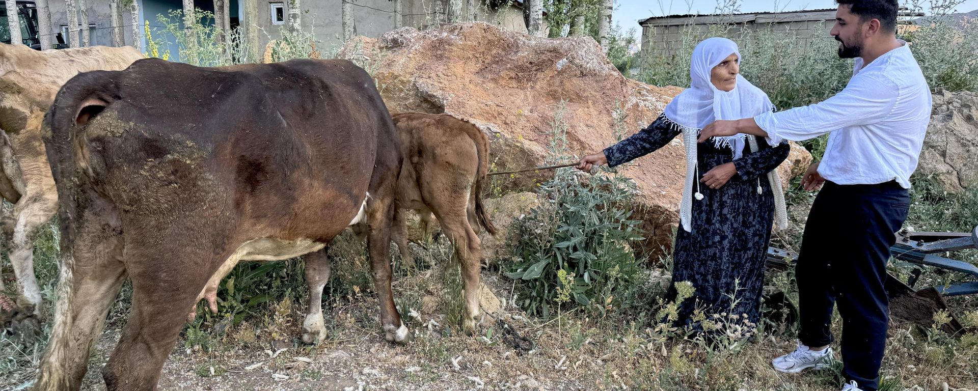 Hakkari'nin Yüksekova ilçesinde merada otlayan ineğinin tepeden yuvarlanarak telef olması nedeniyle büyük üzüntü yaşayan 7 çocuk annesi Ayni Özbek'e 2 inek ve 2 buzağı hediye edildi - Sputnik Türkiye, 1920, 23.07.2026