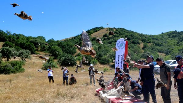Sivas'ta doğaya 500 kınalı keklik salındı - Sputnik Türkiye