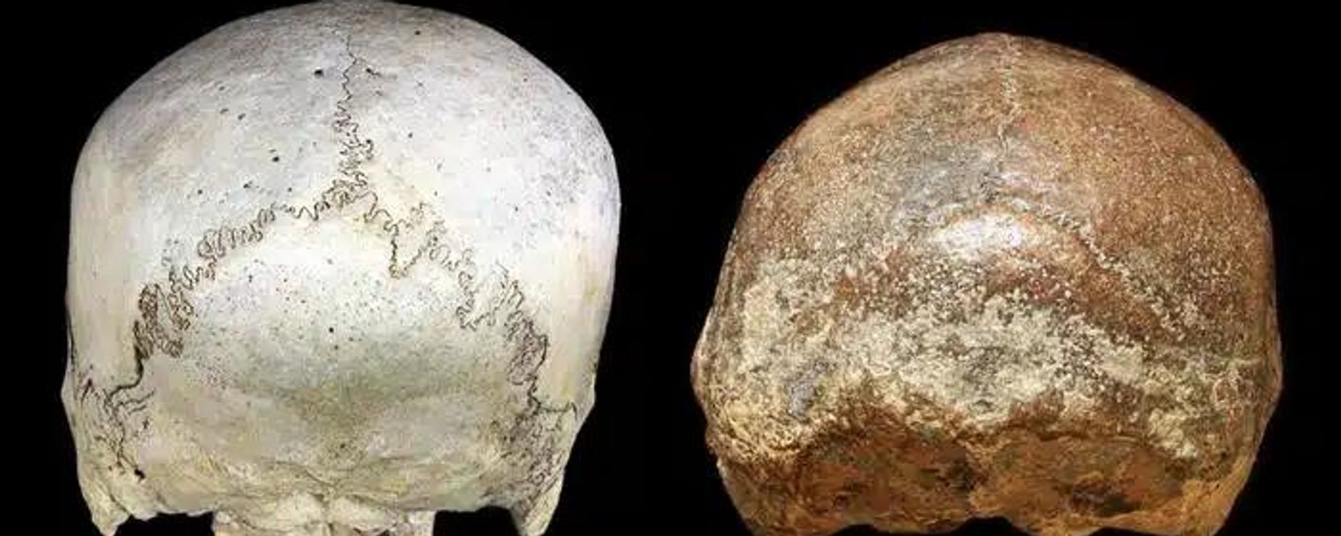 Java bölgesinden antik insan ve Homo Erectus kafatasları - Sputnik Türkiye, 1920, 03.08.2026