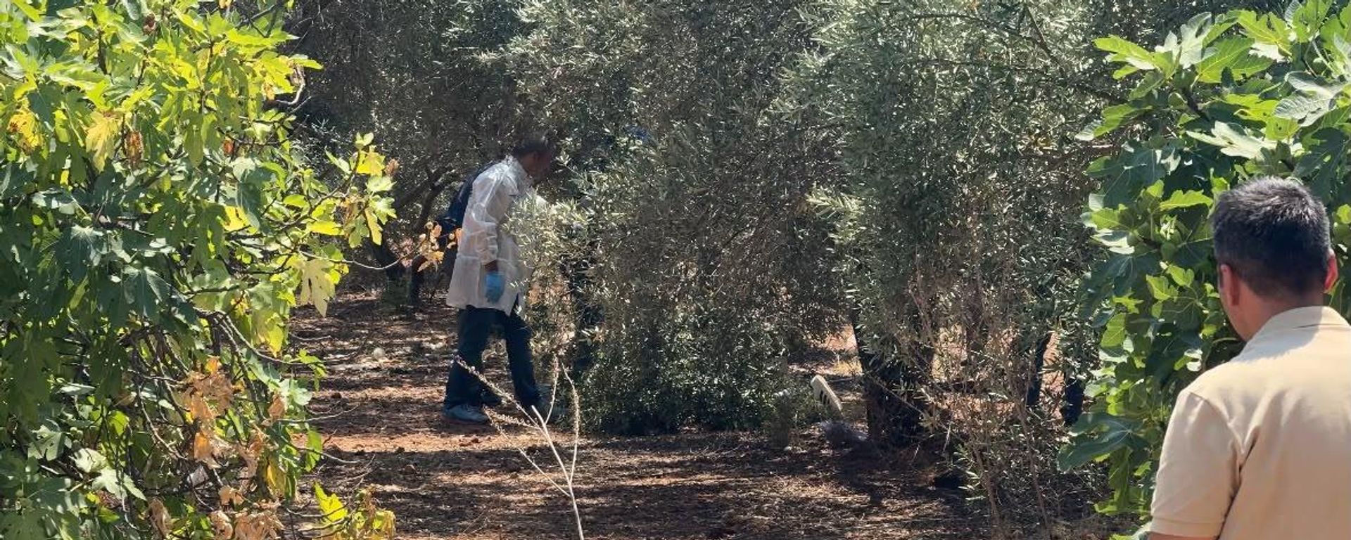 Antalya'nın Kepez ilçesindeki zeytinlik alanda, elleri arkadan bağlı halde olan bir genç ölü olarak bulundu - Sputnik Türkiye, 1920, 04.08.2026