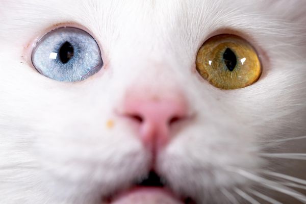 Dünya Kedi Günü, 2002 yılında Uluslararası Hayvan Refahı Fonu (IFAW) tarafından oluşturuldu. Özel günün 8 Ağustos'ta kutlanması kararlaştırıldı. - Sputnik Türkiye