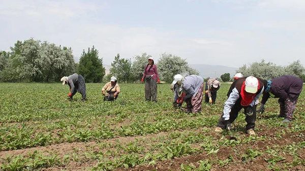 tarım işçileri - Sputnik Türkiye