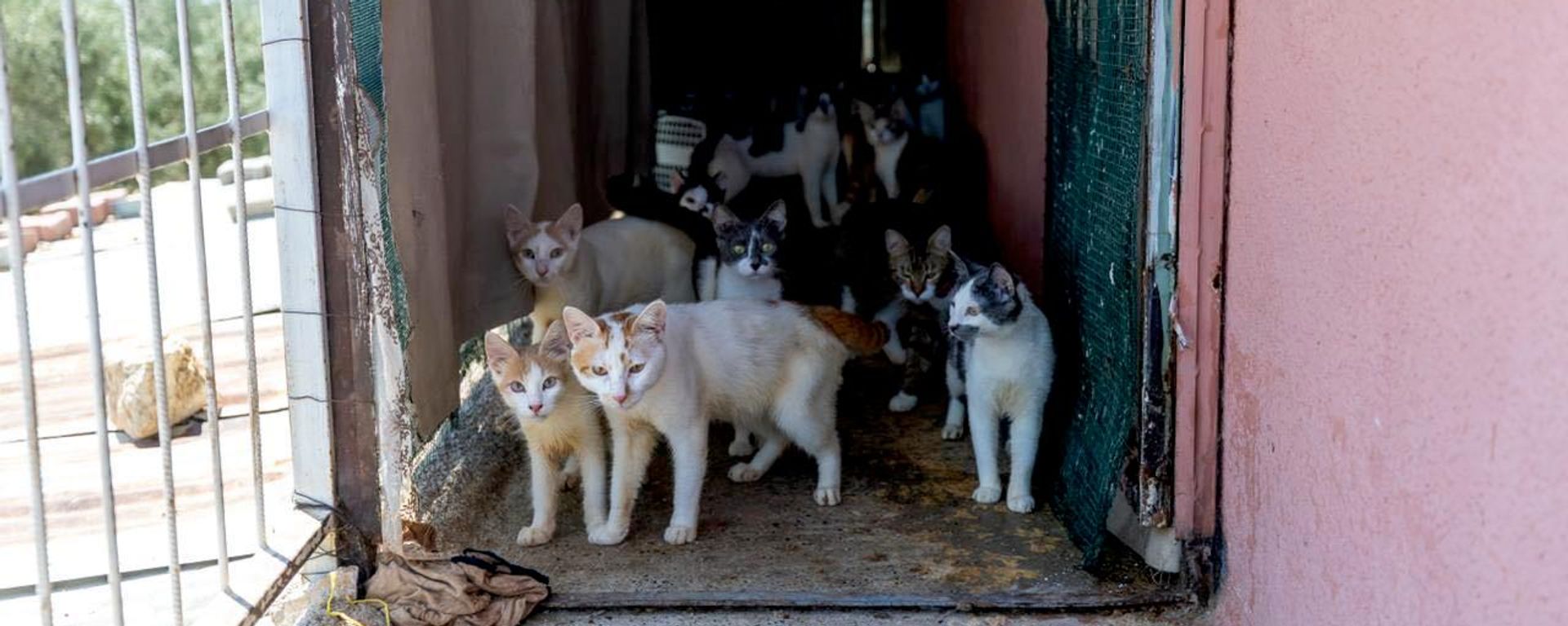 Mersin’de kötü koku ihbarı yapılan evden yaklaşık 100 kedi çıktı - Sputnik Türkiye, 1920, 24.08.2026