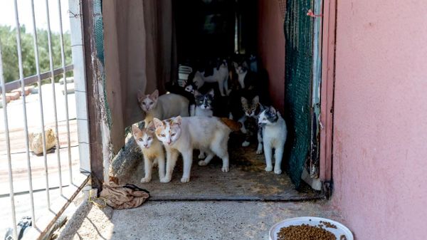 Mersin’de kötü koku ihbarı yapılan evden yaklaşık 100 kedi çıktı - Sputnik Türkiye