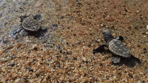 Kuşadası'nda yumurtadan çıkan 60 caretta caretta yavrusu denize ulaştı - Sputnik Türkiye