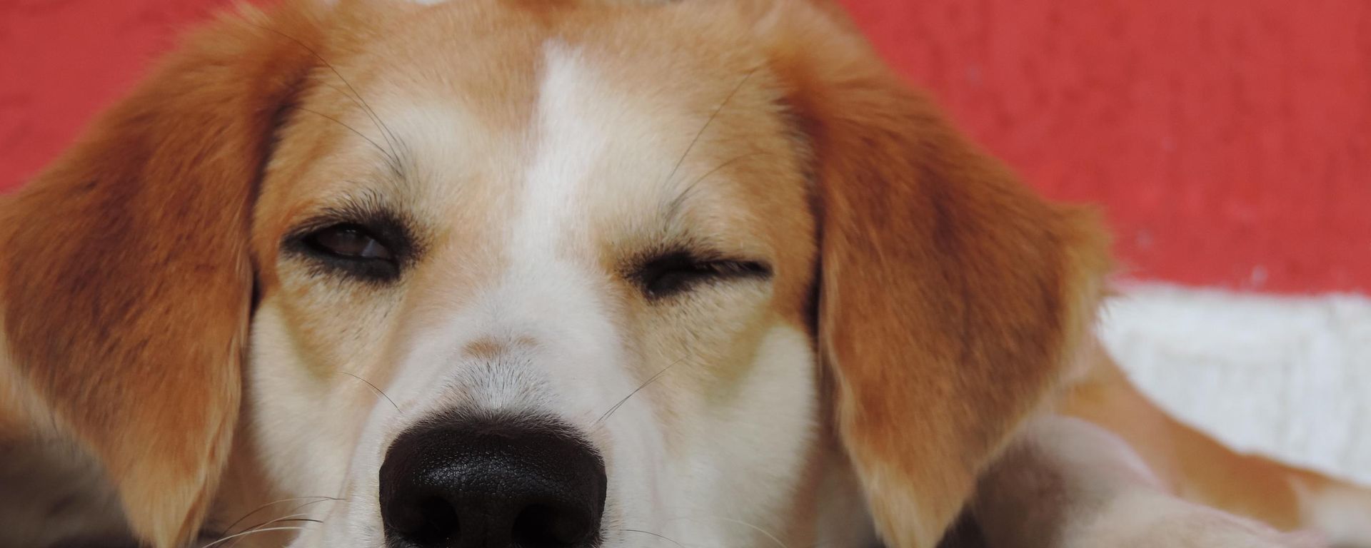 Köpekler sahiplerinin göz kırpmasını taklit ediyor mu? - Sputnik Türkiye, 1920, 26.08.2026